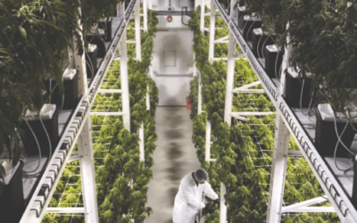 What to Consider Before Building a Cannabis Cultivation Facility